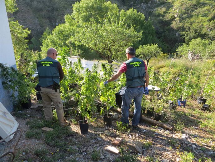 Almería.-Sucesos.-Detenido un joven holandés con 120 plantas de marihuana cultivadas en un alojamiento turístico rural