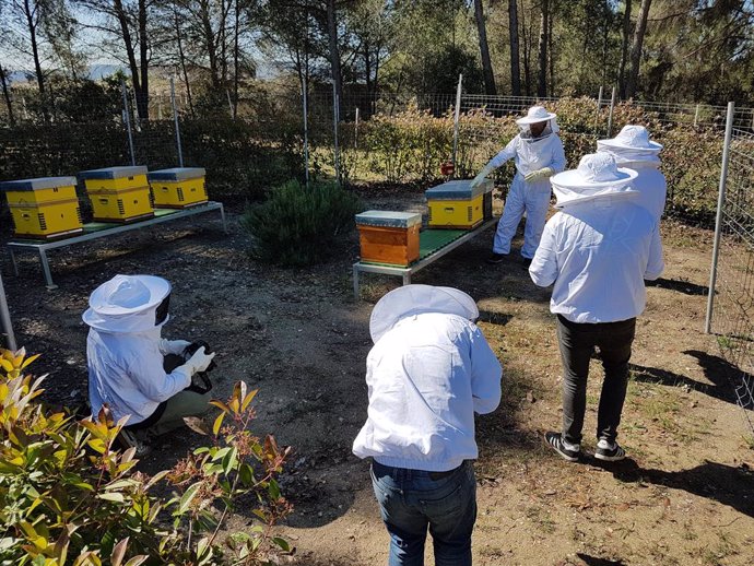 La UAB impulsa el primer colmenar catal per investigar la mort de les abelles