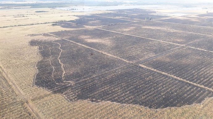 Huelva.- Sucesos.-El incendio extinguido en Almonte afectó a 416 hectáreas agrícolas y 1,8 hectáreas de terreno forestal