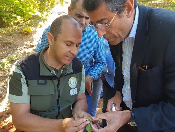 Málaga.- Comienza en 12 municipios la suelta del depredador biológico para luchar contra la avispilla del castaño