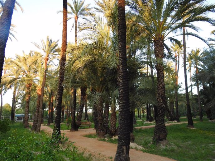 La Región de Murcia celebra el Día de la Fascinación por las Plantas recordando la importancia de las palmeras europeas
