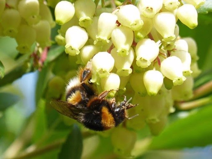 Granada.- La miel de madroño inhibe la proliferación celular en líneas de cáncer de colon, según un estudio