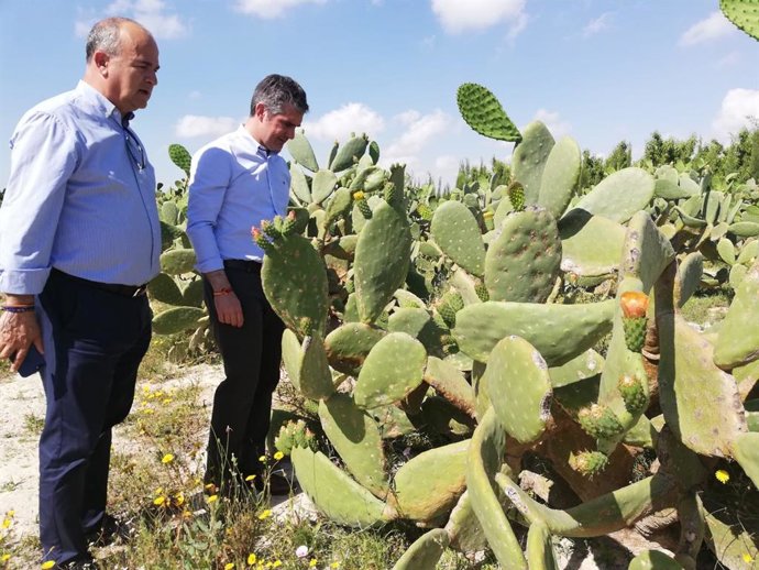 La Región se consolida como una de las comunidades con mayor diversidad agrícola