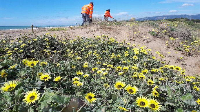 Una campaña del AMB retira 5.000 kilos de plantas invasoras del delta del Llobregat