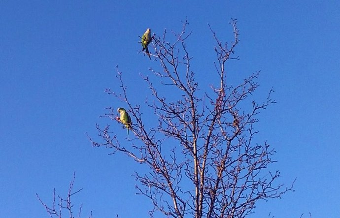 Cotorras en árboles de Getafe