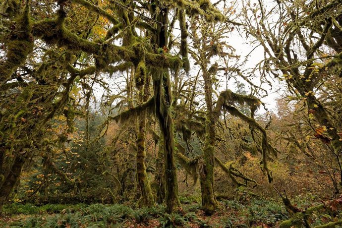 La fotosíntesis se hace más intensa en respuesta al aumento de CO2