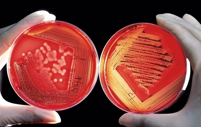 ¿Por Qué El Día Del Infectólogo Se Celebra El 17 De Mayo?