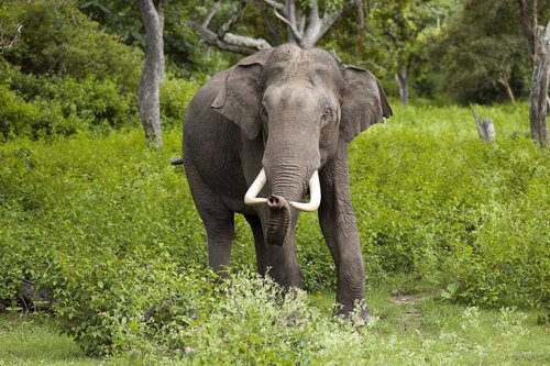 Proponen un espacio demográfico seguro para salvar al elefante asiático