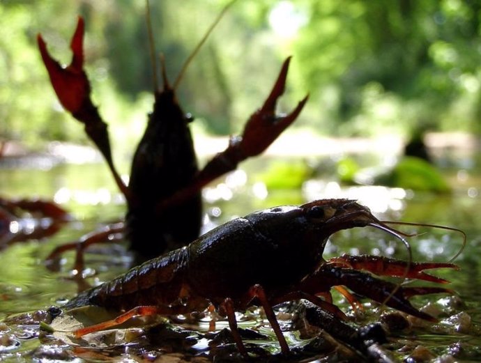 Investigadores del CSIC descubren las rutas mundiales de la invasión del cangrejo rojo a partir de su genética