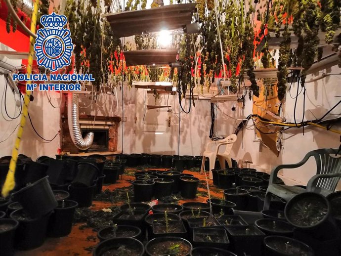Almería.-Sucesos.- La Policía Nacional detiene a tres personas tras localizar 346 plantas de marihuana en un domicilio