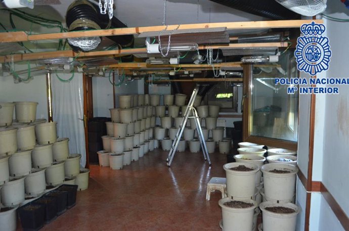 Sucesos.- La Policía desmantela una plantación de marihuana en una vivienda unifamiliar de Gijón