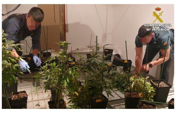 Alicante.- Sucesos.- Dos detenidos en un operativo contra una plantación indoor de marihuana con 200 plantas en Monver