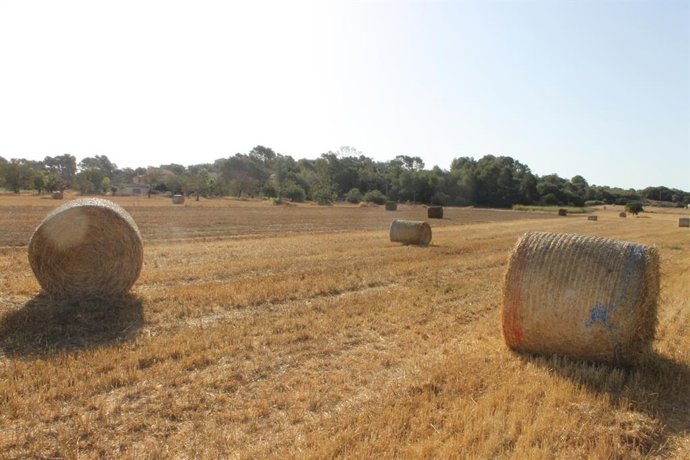 Semilla destina 1,2 millones a una campaña extraordinaria de alimentación animal por la sequía agraria