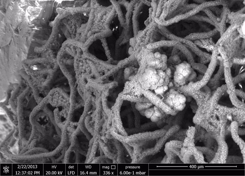 Compilan microfósiles de corteza océanica para buscar análogos en Marte