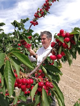 El consejero Miguel Ángel del Amor durante su visita a las plantaciones de cerezo en la finca 'La Maestra', en Jumilla