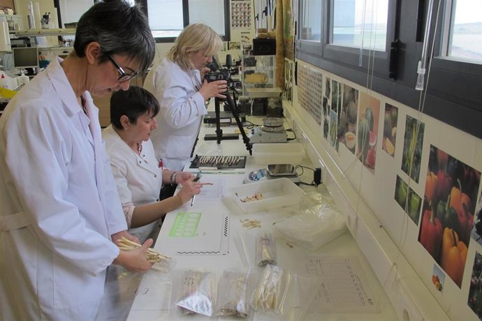 El CITA trabaja en la conservación y tipificación del espárrago tradicional de Barbastro