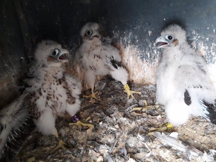 Cádiz.- Trece halcones peregrinos nacen en cuatro años en la Torre de electricidad de Puntales, en la Bahía