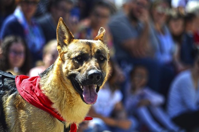 ÉXITO DE ASISTENCIA EN EL DESFILE DE PERROS ABANDONADOS AUPA-BIOPARC PARA REESCRIBIR LA VIDA DE MUCHOS CANES