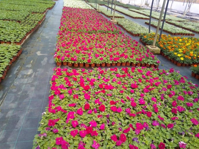 El vivero de la Diputación de Cáceres reparte unas 40.000 flores de temporada para embellecer los municipios