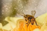 ¿Están las abejas en peligro de extinción en México?