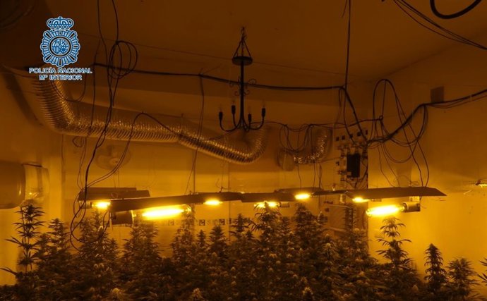 Sevilla.-Sucesos.- Desmanteladas dos plantaciones de marihuana en Alcalá de Guadaíra en una operación con un detenido