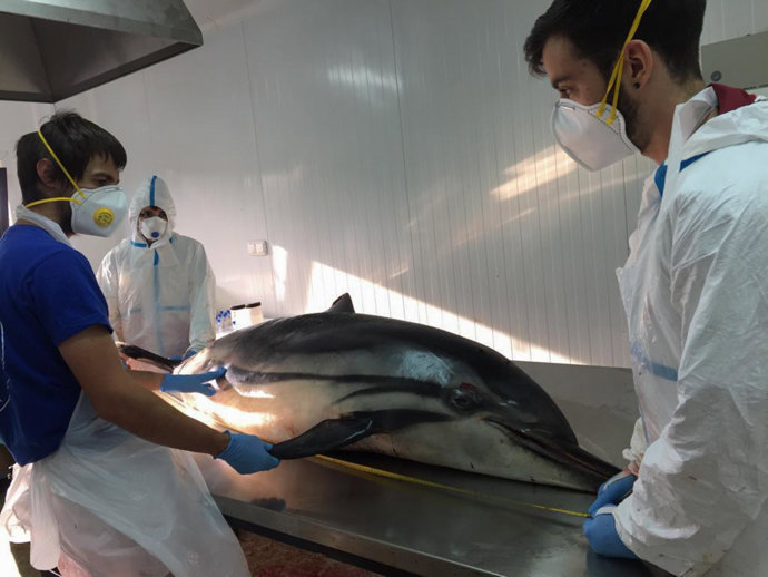Necropsia a los delfines varados en la costa cántabra