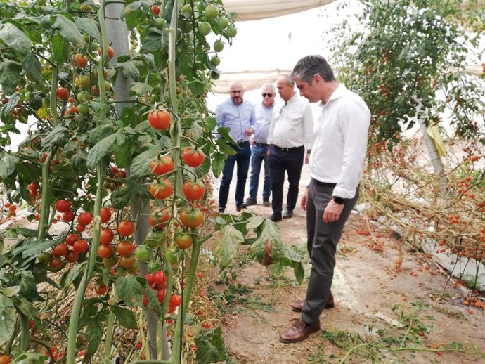 El cultivo de tomate rosa ecológico amplía sus hectáreas de forma experimental en la Región