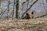 El oso 'Beato' se deja ver "sano e integrado" en los montes de Liébana
