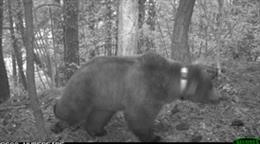 El oso Goiat mata a una oveja y deja heridas a otras dos en Arres (Lleida)