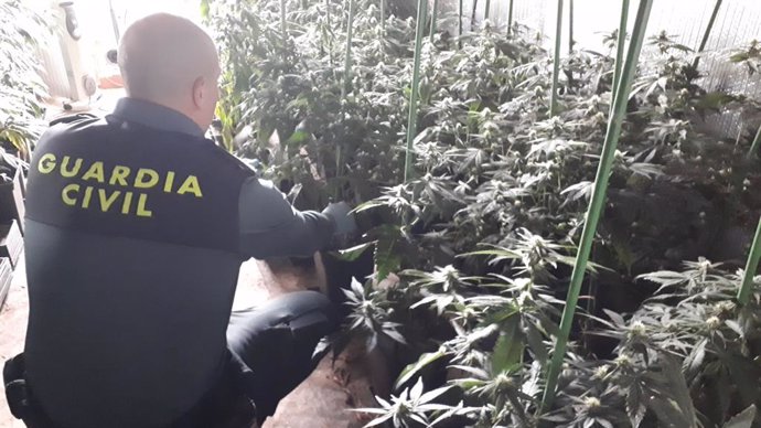 Detenido un matrimonio e intervenido medio centenar de plantas de marihuana en una casa en Ribadumia (Pontevedra)