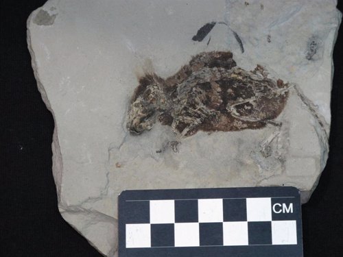 Primera detección química de pelo rojizo en un antiguo fósil