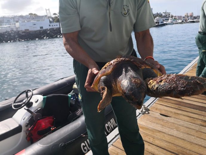 Sucesos.- Salvan una tortuga atrapada entre restos de basura en la Caleta de Adeje (Tenerife)