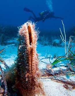 La UIB acull aquest dimecres un seminari amb experts internacionals sobre la mortalitat de la nacra