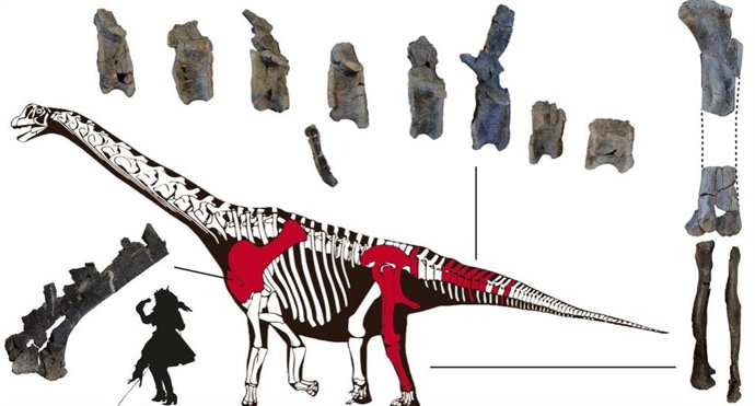 Nueva especie de dinosaurio saurópodo identificada en Portugal