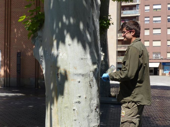 Monzón inicia un tratamiento de endoterapia en los plataneros de la plaza Aragón para combatir al insecto 'tigre'
