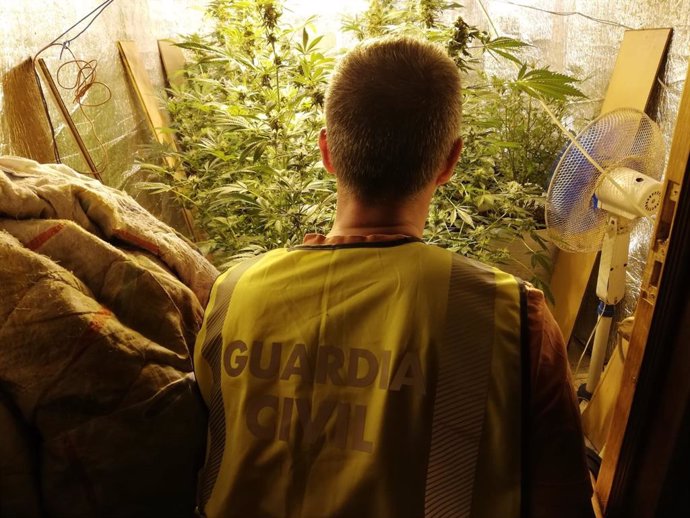 Detenidos dos jóvenes hermanos de Baiona (Pontevedra) por una 'plantación indoor' de marihuana en una vivienda