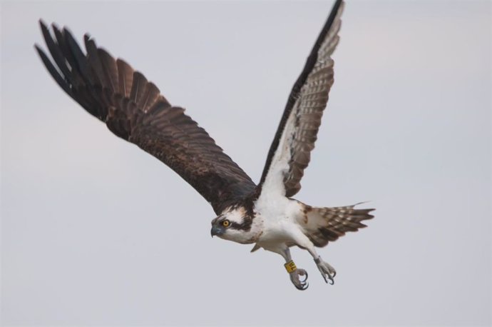 Endesa lidera en Andalucía proyectos de conservación del águila pescadora, el halcón peregrino y el murciélago