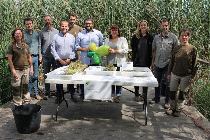 Medi ambient treballa per eliminar flora i fauna invasores a les zones humides de Balears