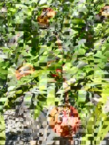 Cultivos afectados por el granizo