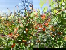 Cultivos afectados por el granizo