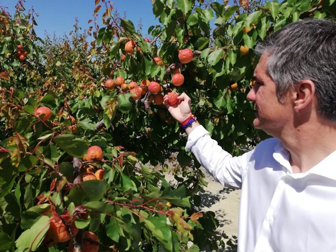 Temporal.- Cieza y Jumilla, los municipios más afectados por la tormenta de granizo