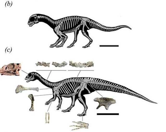 Hallazgo único. Un dinosaurio cuadrúpedo que se hacía bípedo de adulto