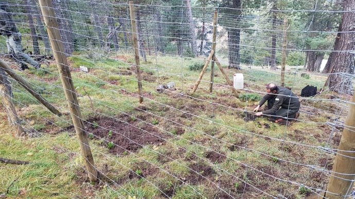 Endesa participa en la mejora del hábitat del urogallo en la Reserva de Boumort (Lleida)