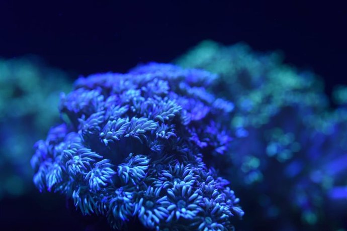 COMUNICADO: Loro Parque exhibe una increíble granja de corales