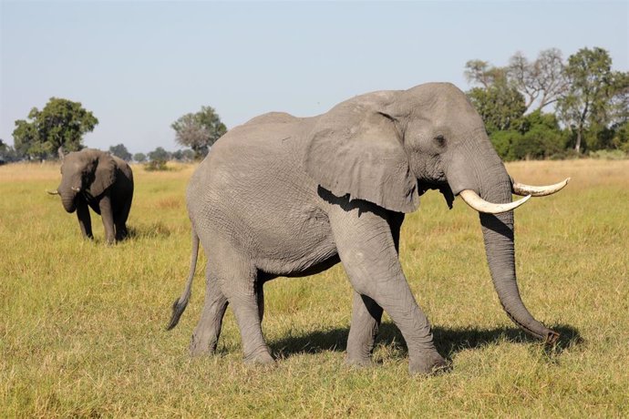 Un elefante en el parque del delta de Okavango, en Botsuana