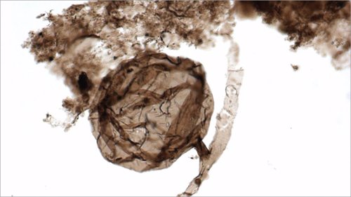 La era de los hongos retrocede hasta hace 1.000 millones de años