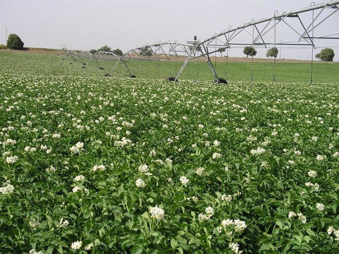 Campo de patatas.