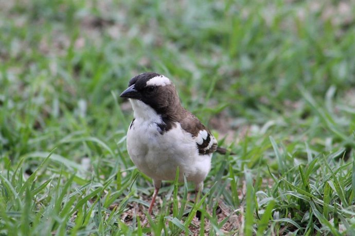 Mamíferos y aves se volverán más pequeños en los próximos cien años