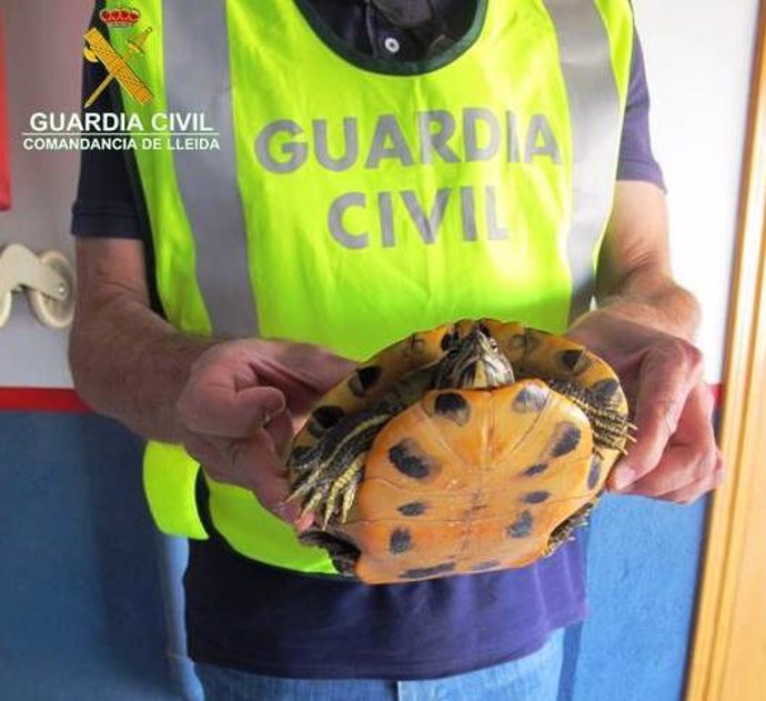 La Guardia Civil recupera una tortuga de Florida en Almacelles (Lleida)