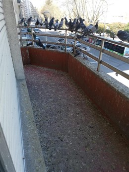Intervienen en una vivienda de Vigo cuya dueña generó un problema de salud pública al alimentar palomas desde su balcón